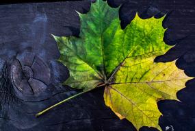 a green leaf on a wooden surface