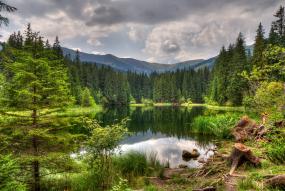 a forest with a lake