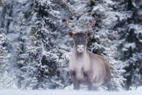 a caribou photograph