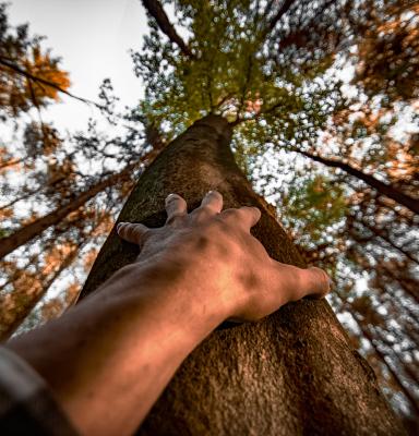 a hand laid on a tree