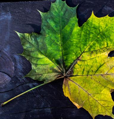 a green leaf on a wooden surface