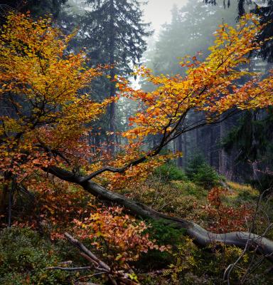 an autumn broadleaf tree in a forest