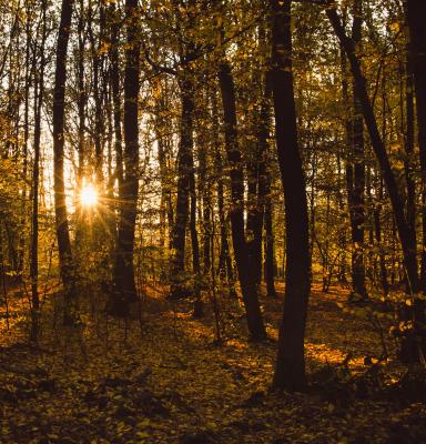 an autumn forest during a sunset