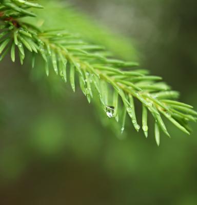 a tree's twig with a drop of water hanging from it