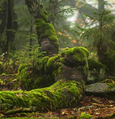 a forest with fallen trees covered with moss