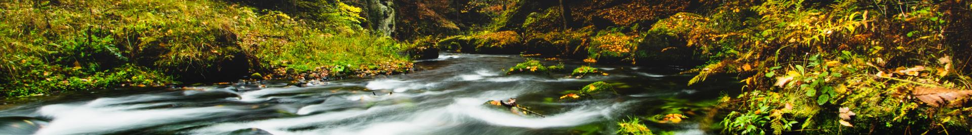 a river flowing through a forest