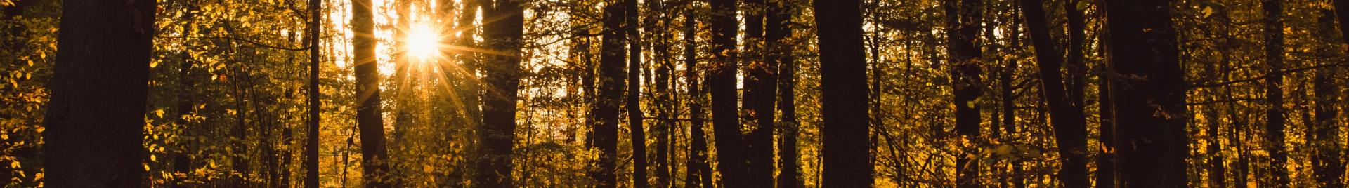 an autumn forest during a sunset