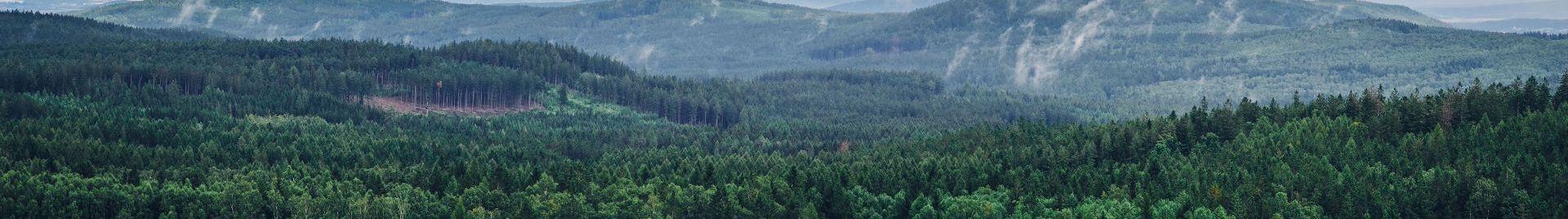 a photo of a forest landscape