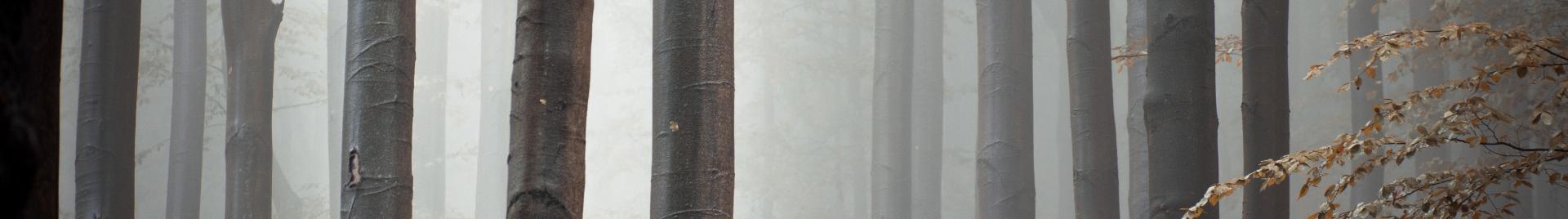 "bukový les v mlze"