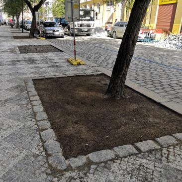 a tree on the street of Prague